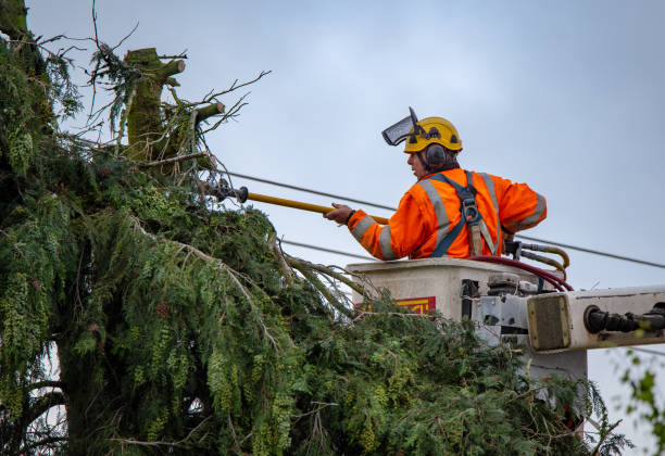 Professional Tree Services in West Point, VA