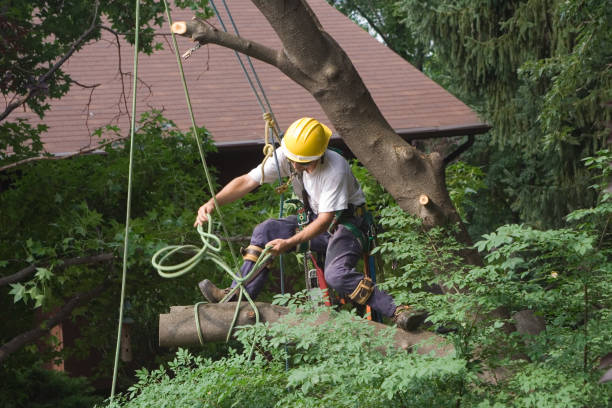 Seasonal Cleanup (Spring/Fall) in West Point, VA